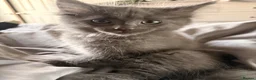 Ragcoon cats for sale: Last of litter affectionate playful Ragcoon baby  - Advert 11