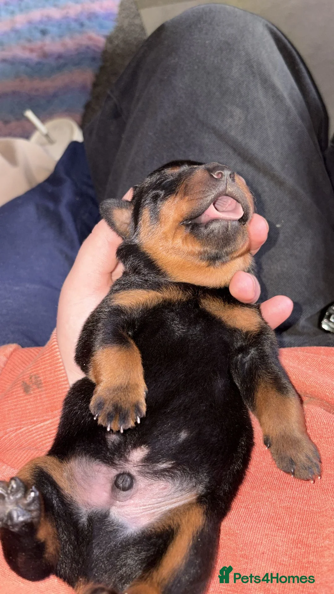 Rottweiler dogs for sale: Rottweiler puppies  in Haverfordwest - Advert 7