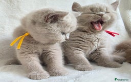 British Shorthair cats for sale: GCCF British Shorthair Kittens Champion Bloodline  - Image 15