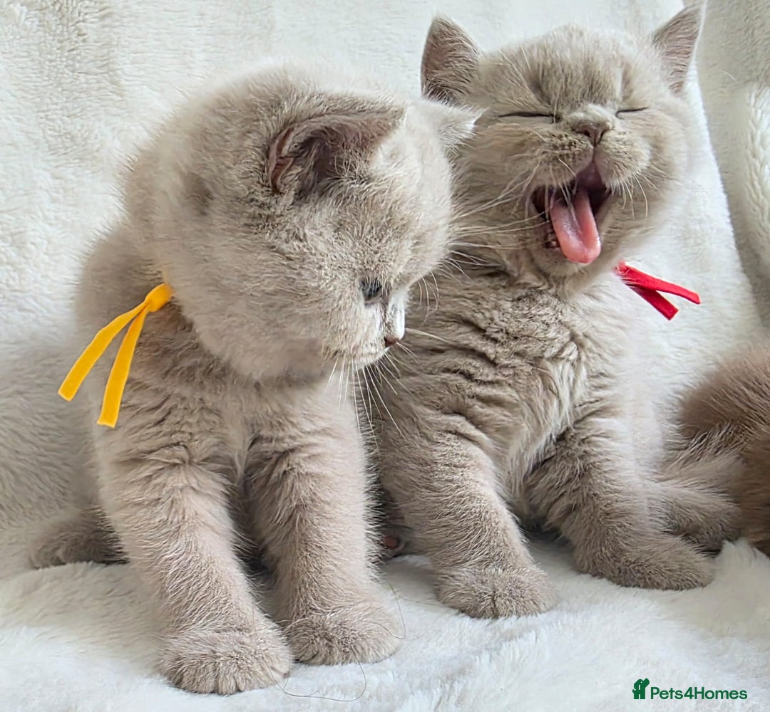British Shorthair cats for sale: GCCF British Shorthair Kittens Champion Bloodline  - Image 15