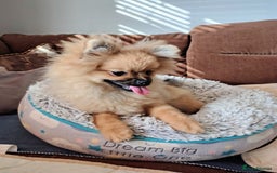 Pomeranian dogs for sale: Pom puppys with Kc reg , pedigree for sale - Image 2