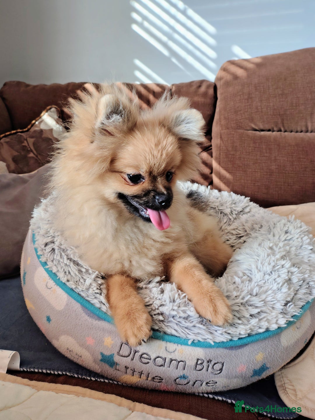 Pomeranian dogs for sale: Pom puppys with Kc reg , pedigree for sale - Image 2