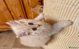 British Longhair cats for sale: Champion line kittens with excellent pedigrees - Image 12