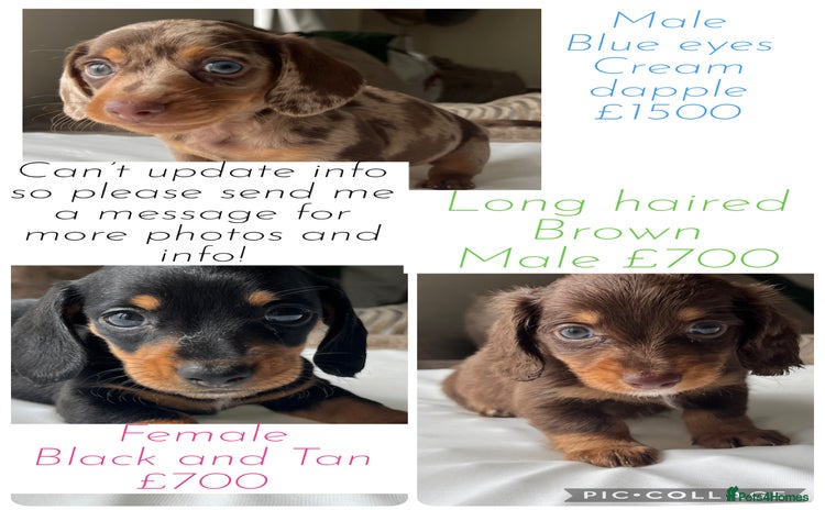Dachshund dogs - Advert 4