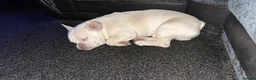 French Bulldog dogs for sale: White French bull dog blue eyes  in Nottingham - Advert 2