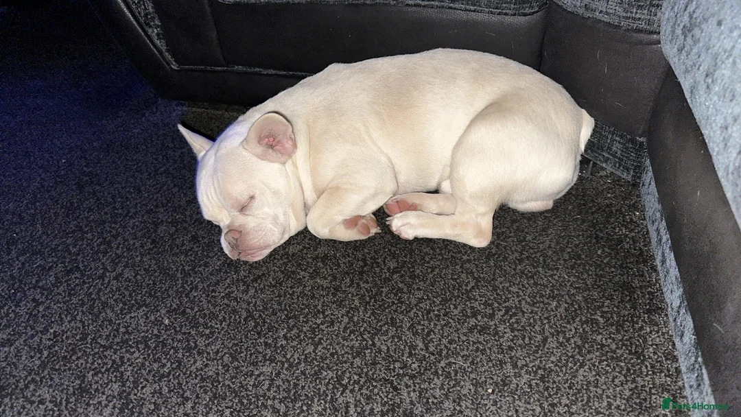 French Bulldog dogs for sale: White French bull dog blue eyes  in Nottingham - Advert 2