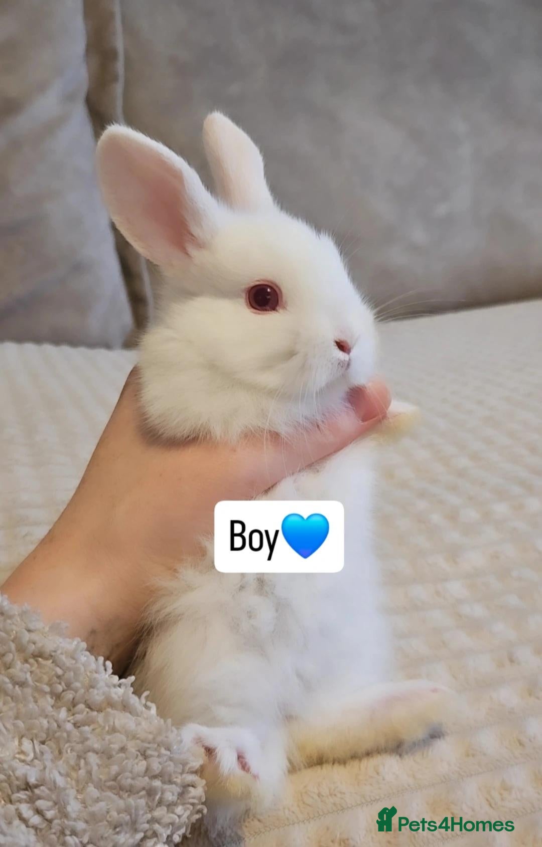 Mini Lop rabbits for sale: Baby Bunnys *Ready Now* - Advert 2