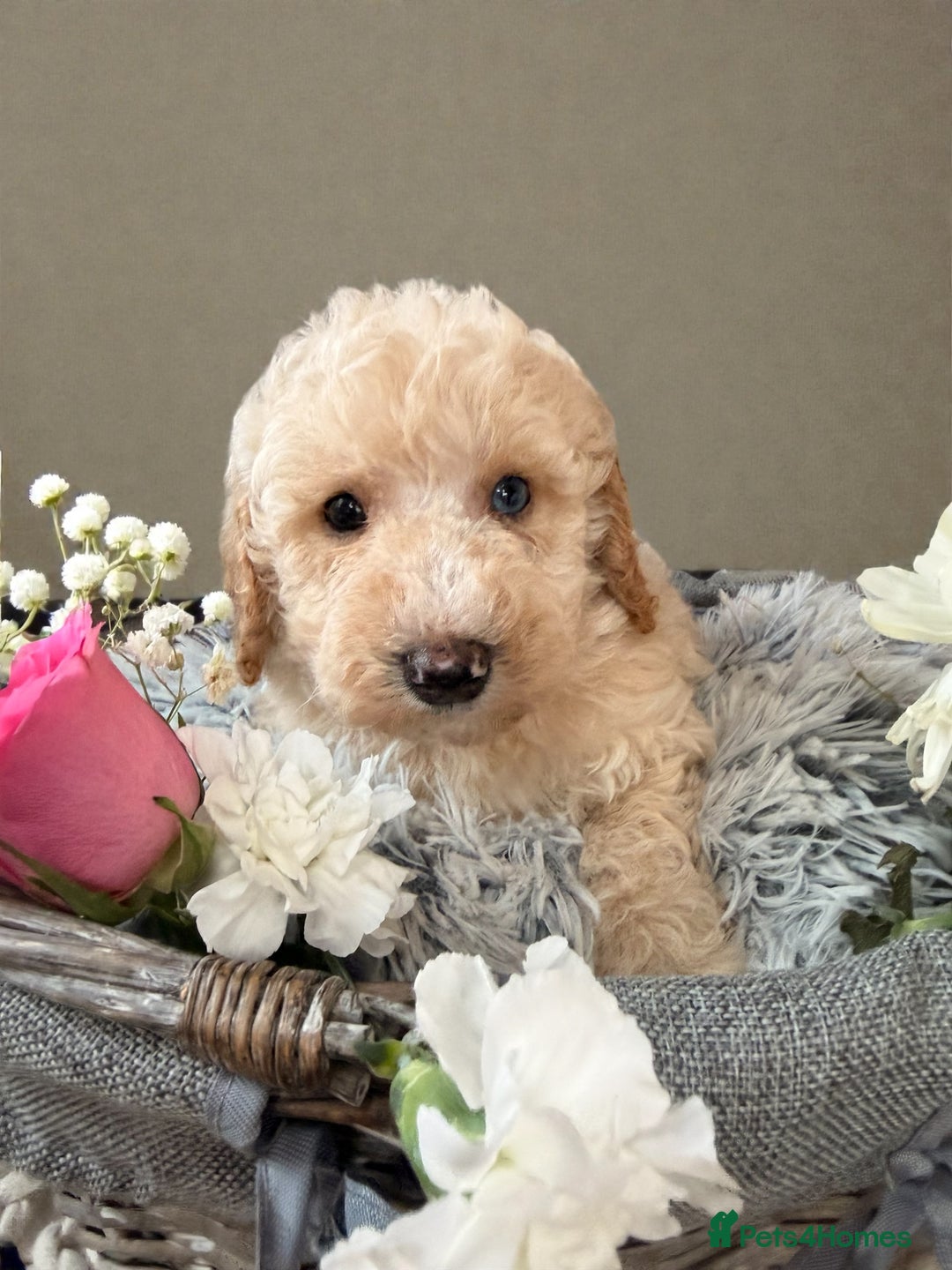 Cavapoo dogs for sale: Teddy bear miniature Cavapoos 🩷 - Advert 6