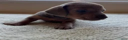Dachshund dogs for sale: Standard Dachshund Puppies in Eye - Advert 12