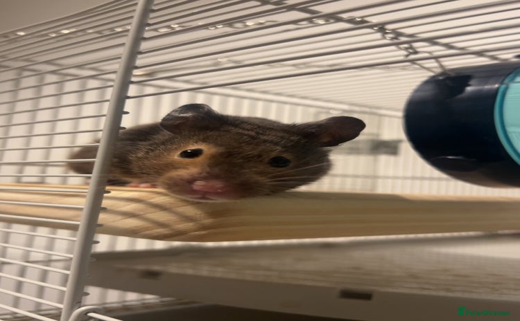 Hamster rodents - Advert 1