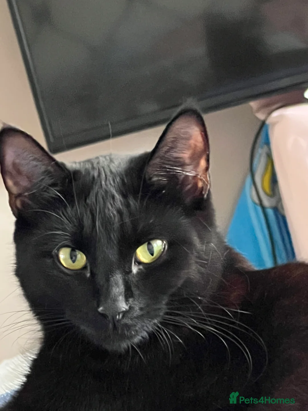 Mixed Breed cats for sale: A black cat - Advert 4