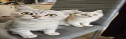 Mixed Breed cats for sale: Biscouf  - Advert 2