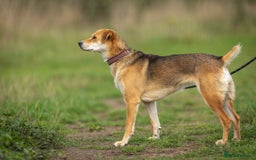 Japanese Shiba Inu dogs for adoption: Kyoto, 1 yr old female Shiba Inu X for adoption - Image 6