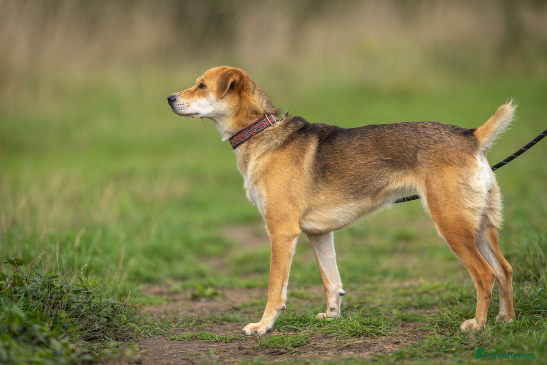 Japanese Shiba Inu dogs for adoption: Kyoto, 1 yr old female Shiba Inu X for adoption - Image 6