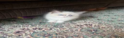 Ragdoll cats for sale: Beautiful baby girl ragdoll  - Advert 7