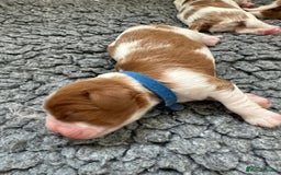 Cavalier King Charles Spaniel dogs for sale: Fully Health Tested Male CKCS Puppies - Image 18