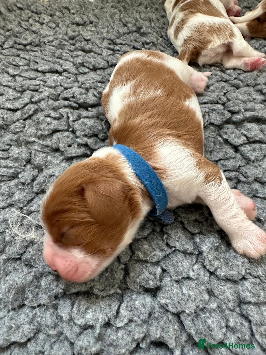Cavalier King Charles Spaniel dogs for sale: Fully Health Tested Male CKCS Puppies - Image 18