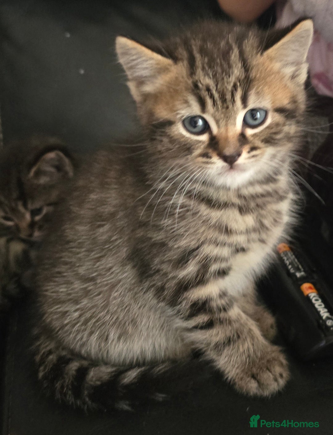 Mixed Breed cats for sale: 3 british short hair mixed kittens - Advert 4