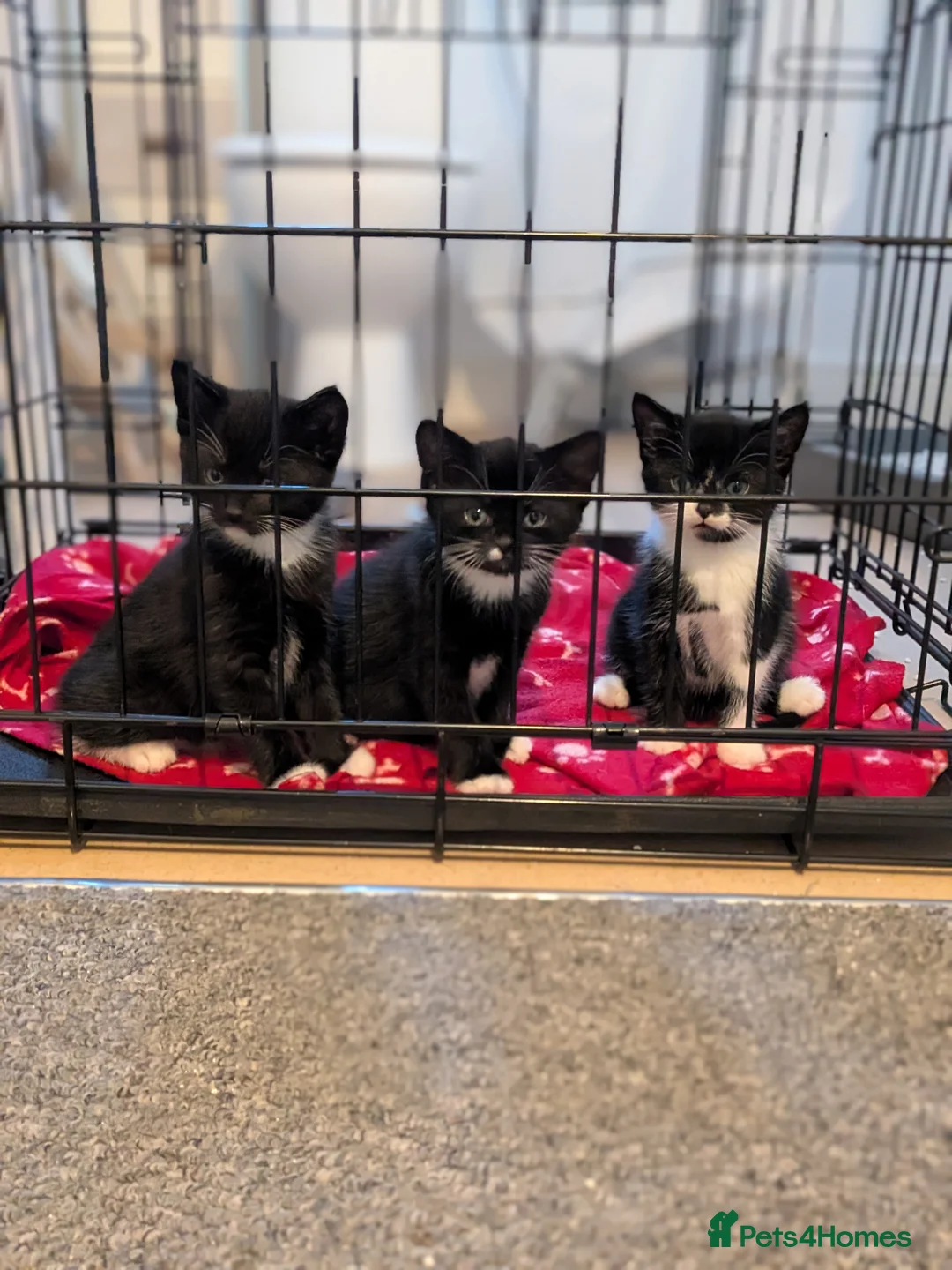 British Shorthair cats for sale: 3 kittens available  - Advert 2
