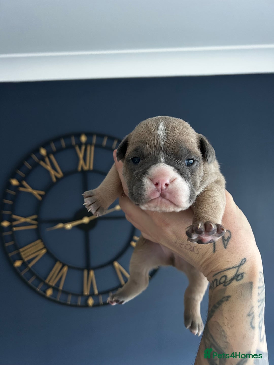 Mixed Breed dogs for sale: English bulldogs  - Advert 24