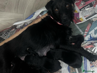 Patterdale Terrier dogs Patterdale terrier - Advert 1