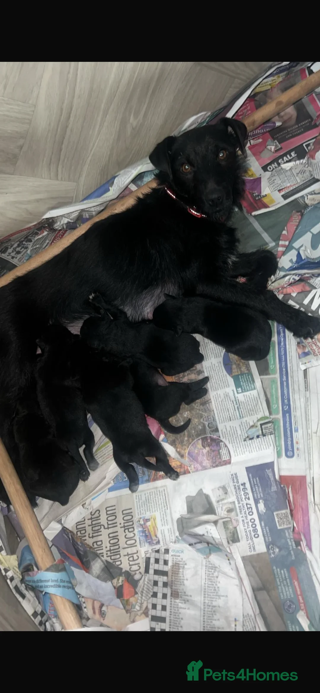 Patterdale Terrier dogs for sale: Patterdale terrier  - Advert 2