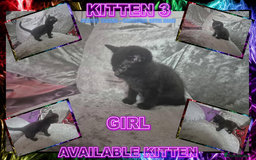 Mixed Breed cats for sale: Silver Bengal X Grey Tabby Kittens For Sale - Image 4