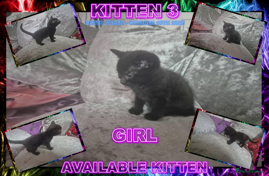 Mixed Breed cats for sale: Silver Bengal X Grey Tabby Kittens For Sale - Image 4