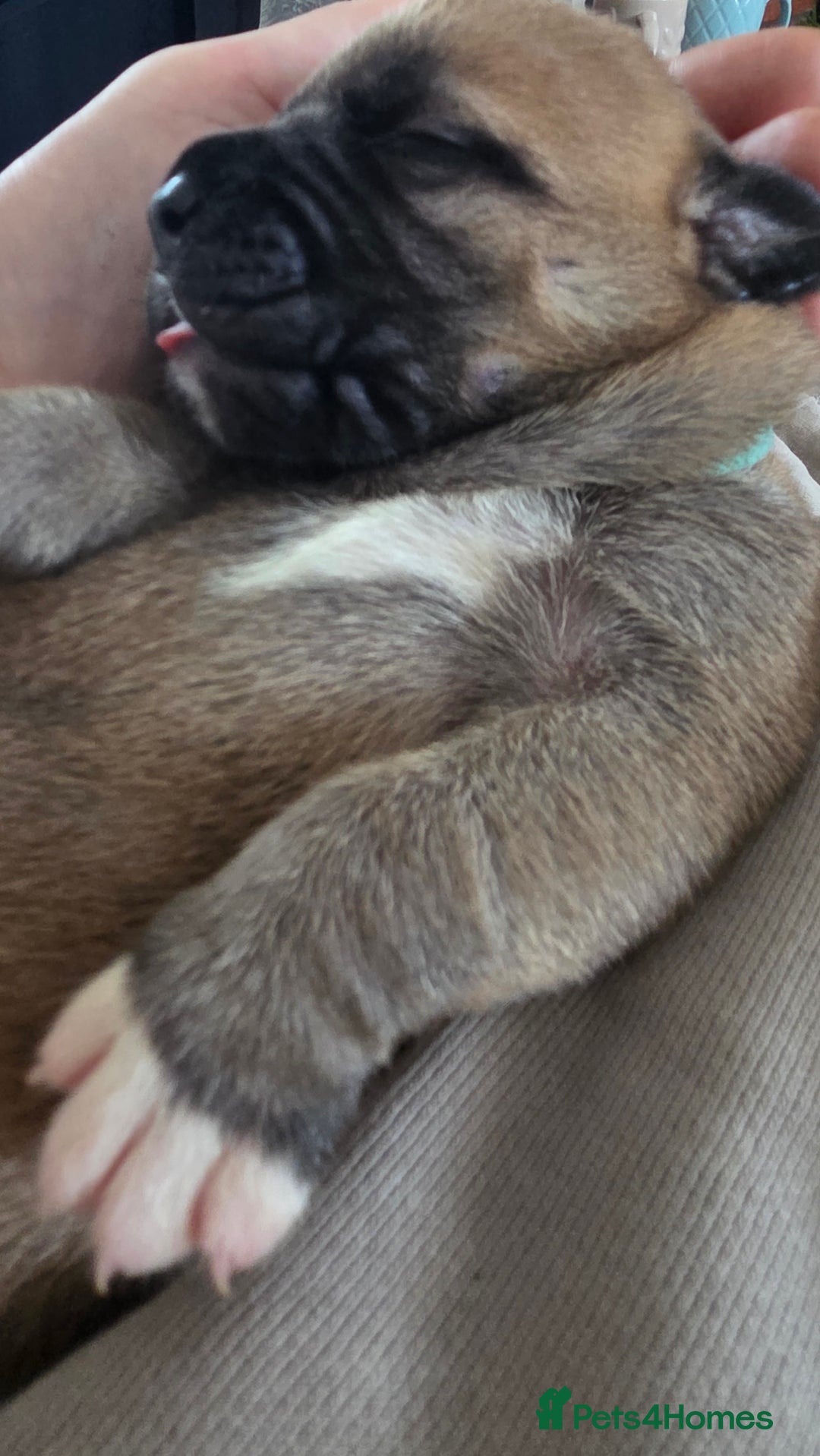 Mixed Breed dogs for sale: Adorable Bull Bordeaux Puppies  - Image 1