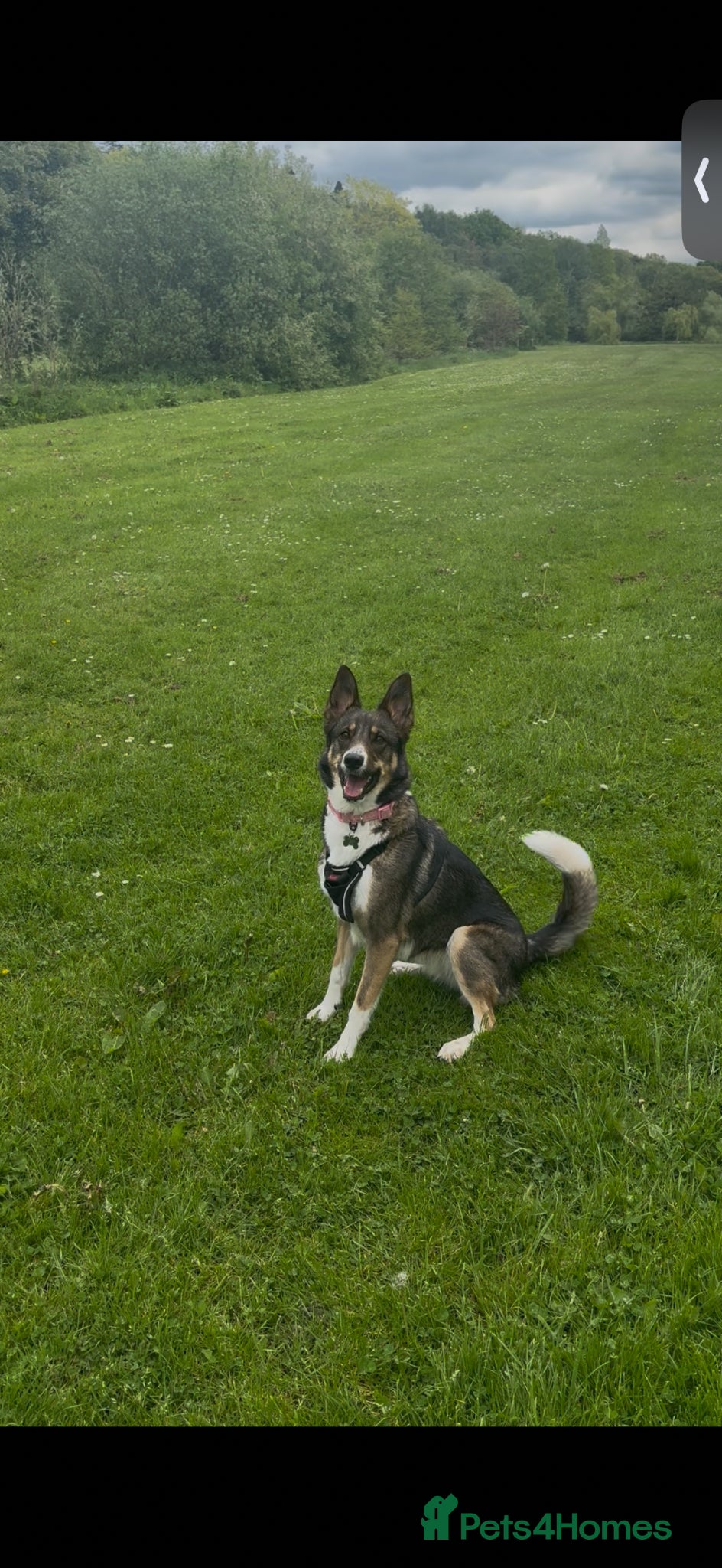 Mixed Breed dogs for sale: German shepherd Border collie cross - Advert 6
