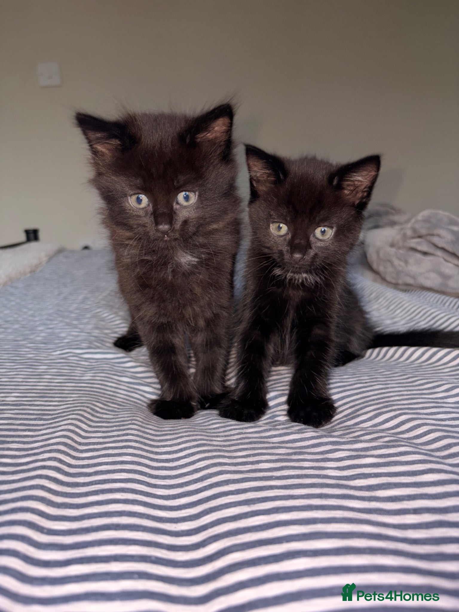 Mixed Breed cats for sale: Kittens for sale. - Advert 19