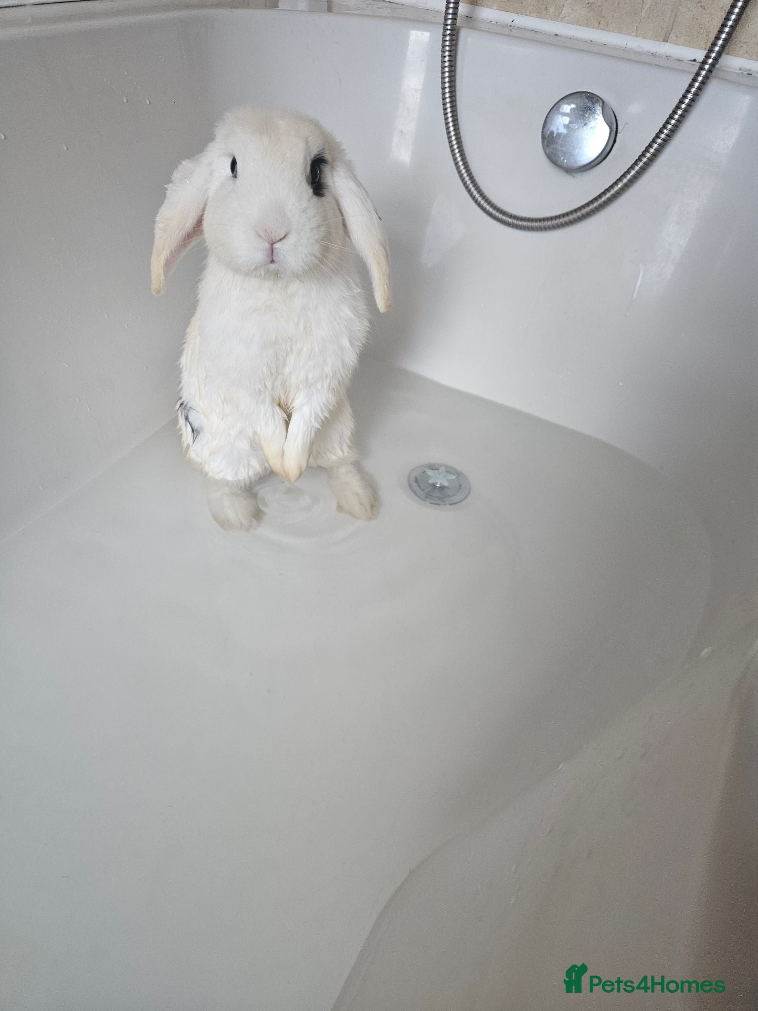 Mixed Breed rabbits Sale rehome 12 to 18month old bonded bunnies - Advert 1