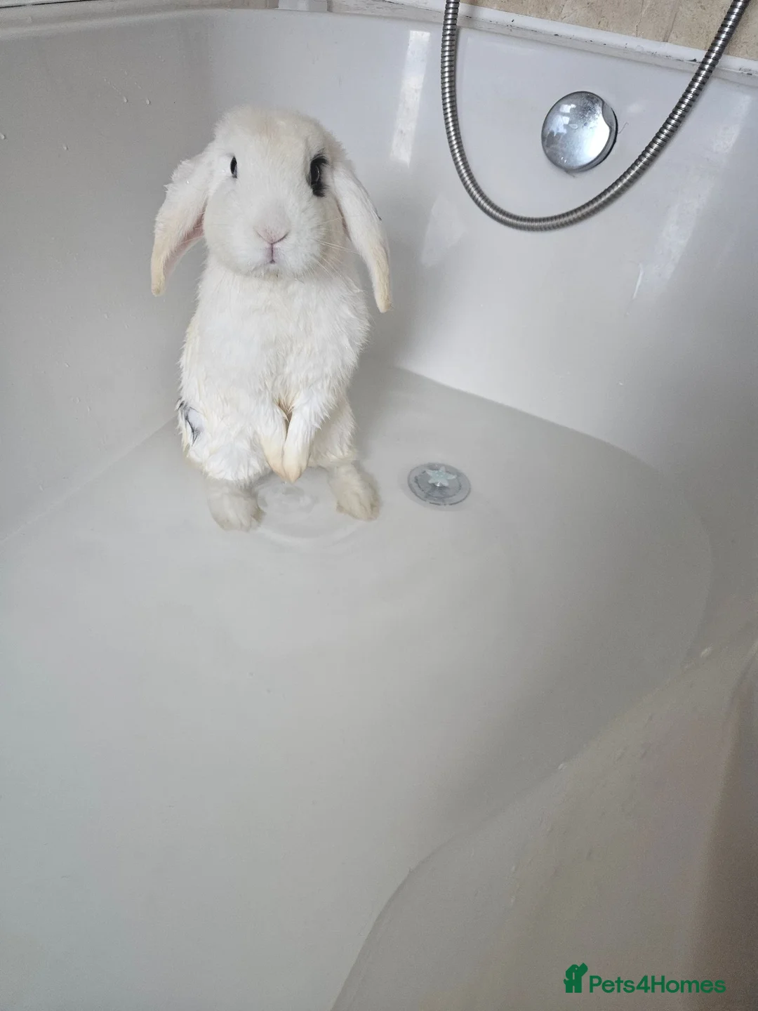 Mixed Breed rabbits for sale: Sale rehome 12 to 18month old bonded bunnies - Advert 1