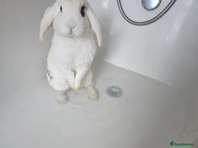 Mixed Breed rabbits for sale: Sale rehome 12 to 18month old bonded bunnies - Advert 1
