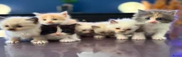 Ragdoll cats for sale: ✨Beautiful Ragdoll Kittens✨ - Advert 3