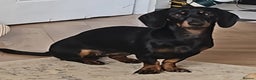 Dachshund dogs for sale: Standard Dadchund for sale  - Advert 4