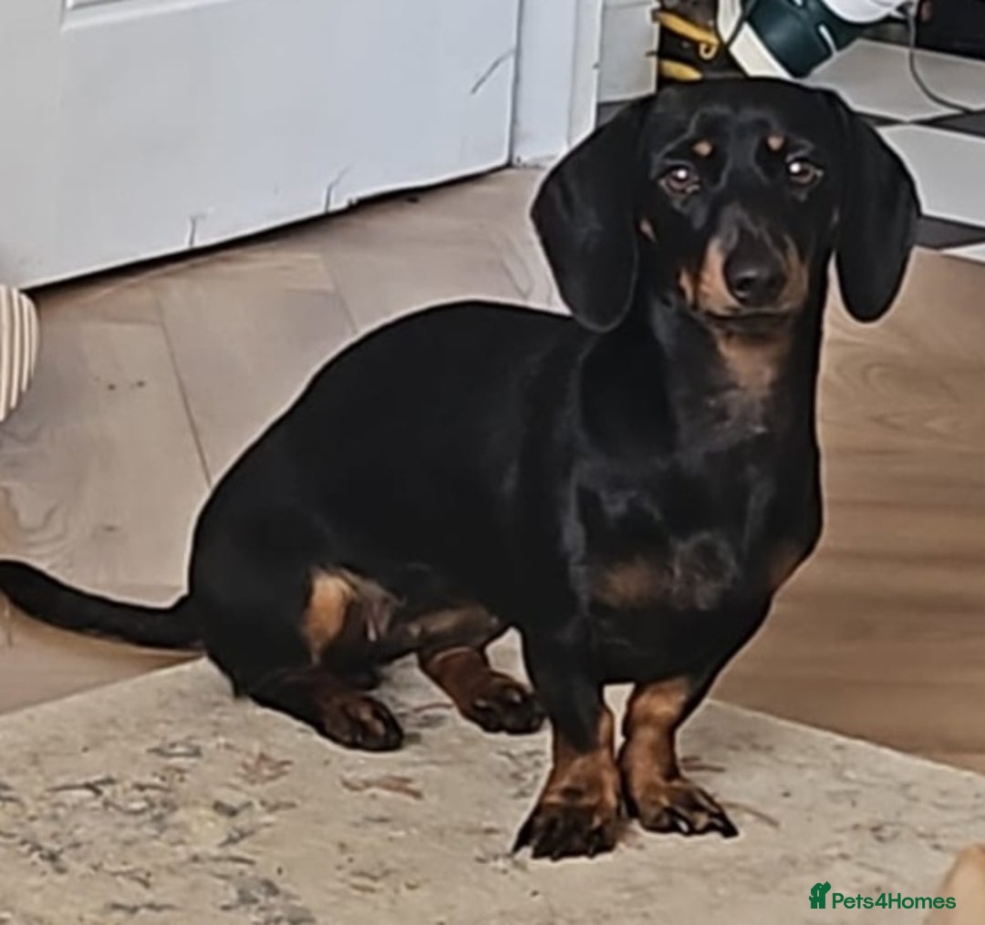 Dachshund dogs for sale: Standard Dadchund for sale  - Advert 4