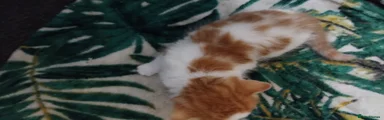 Mixed Breed Kitten 2