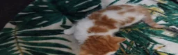 Mixed Breed cats for sale: 🐾 BRITISH SHORTHAIR X PERSIAN KITTENS FOR SALE 🐾 in Liverpool - Advert 3