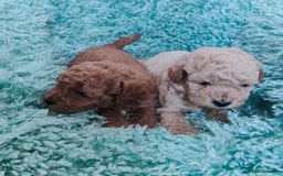 Cavapoo dogs for sale: Exquisite Cavapoo Boy and Girl, Red and Apricot,   - Image 3