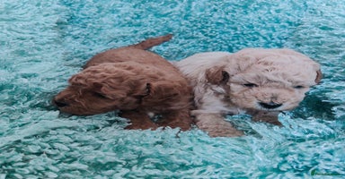 Cavapoo dogs - Advert 14