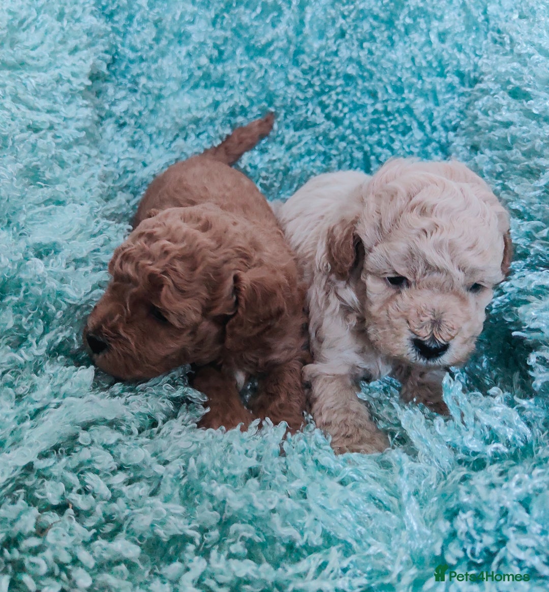 Cavapoo dogs for sale: Exquisite Cavapoo Boy and Girl, Red and Apricot,   - Image 3