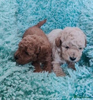 Cavapoo dogs - Advert 14