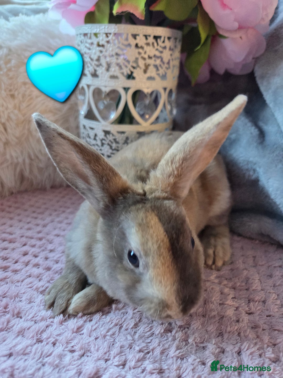 Rex rabbits for sale: 🐰🐰Beautiful baby mini rex 🐰🐰 - Advert 6