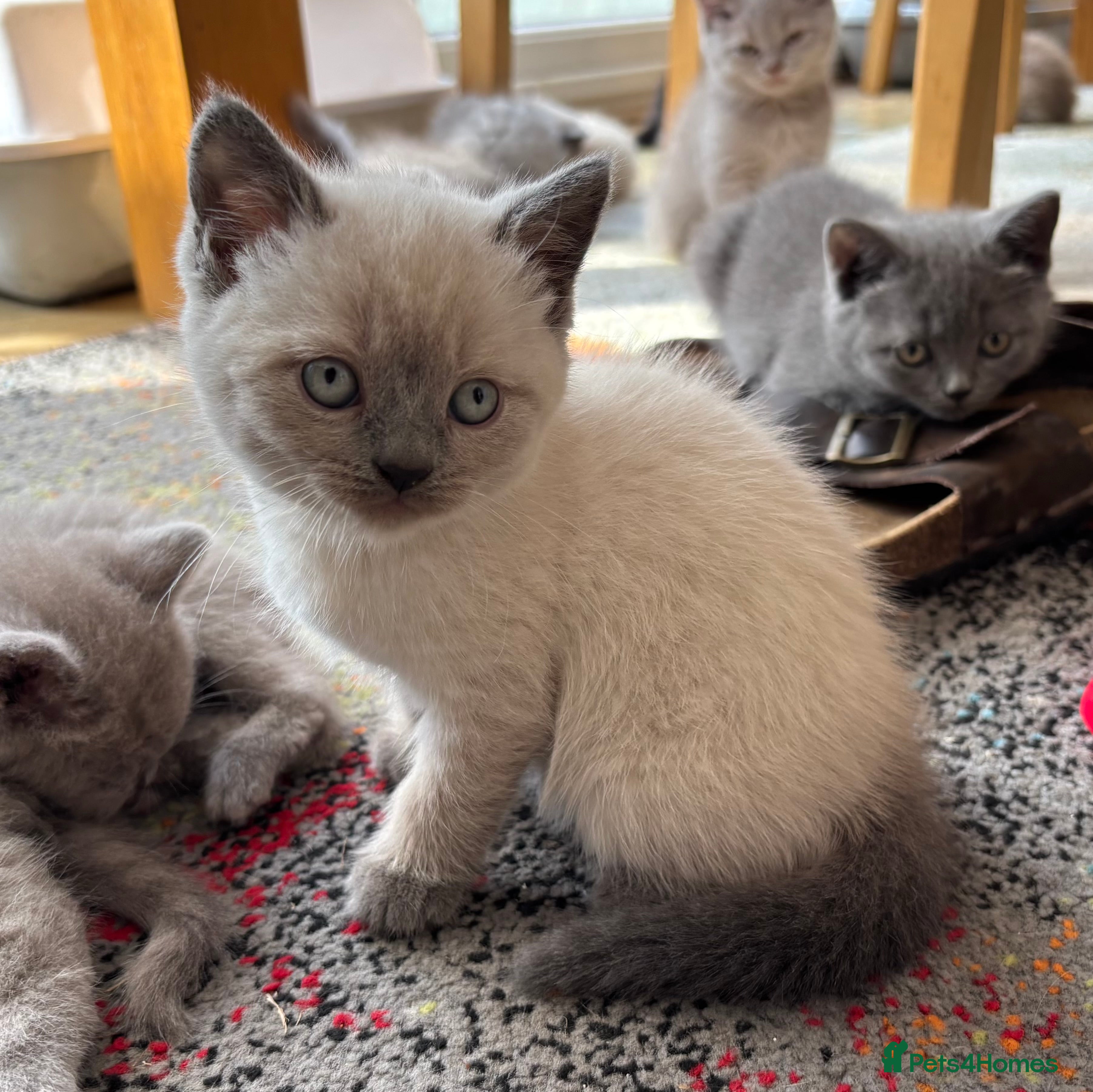 British Shorthair cats Stunning set of British blues - Advert 2