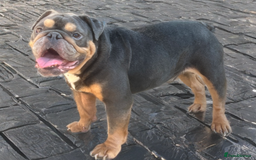 English Bulldog dogs for sale: FOR SALE amazing English bulldog stud dog - Image 3