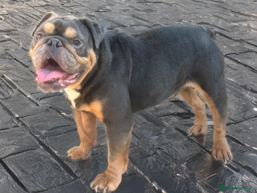 English Bulldog dogs for sale: FOR SALE amazing English bulldog stud dog - Image 3