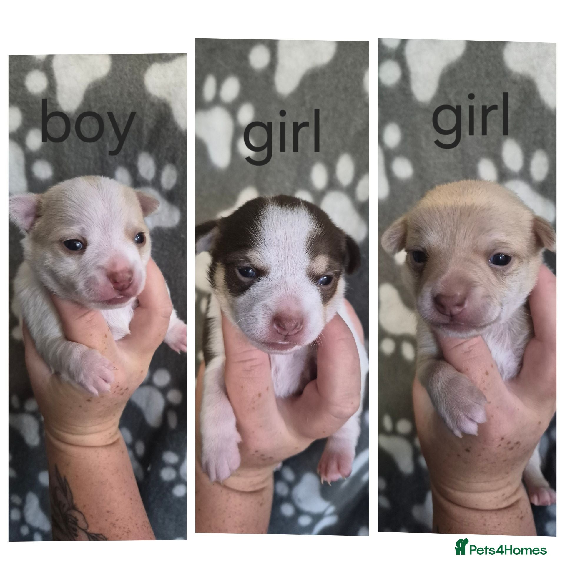 Chihuahua dogs 3 beautiful chihuahua puppy's  - Advert 7