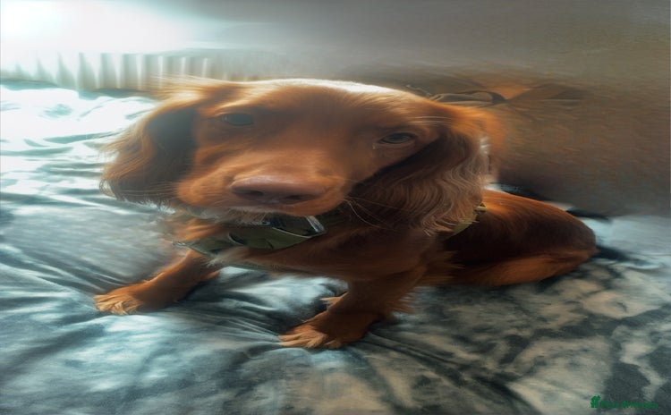 Cocker Spaniel dogs - Advert 8