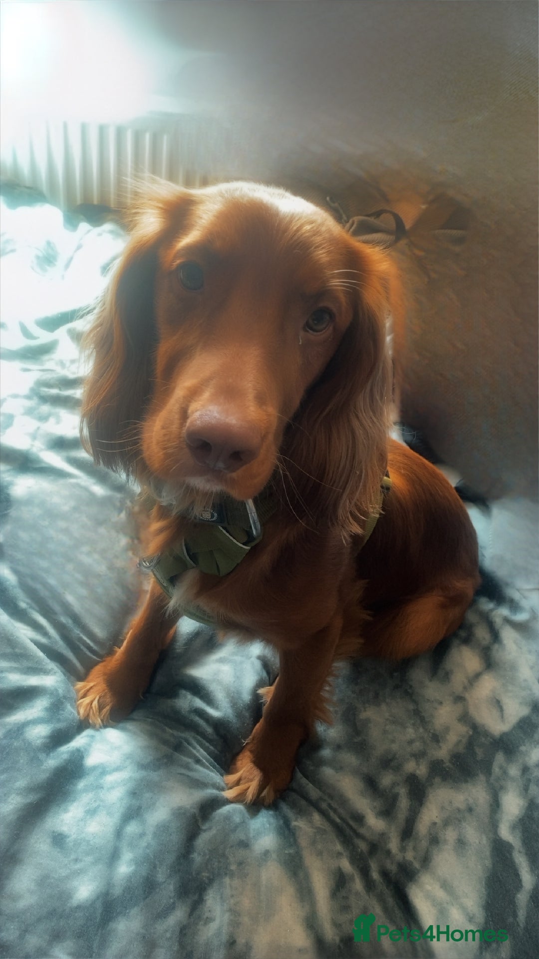 Cocker Spaniel dogs for sale: Simba  - Image 1